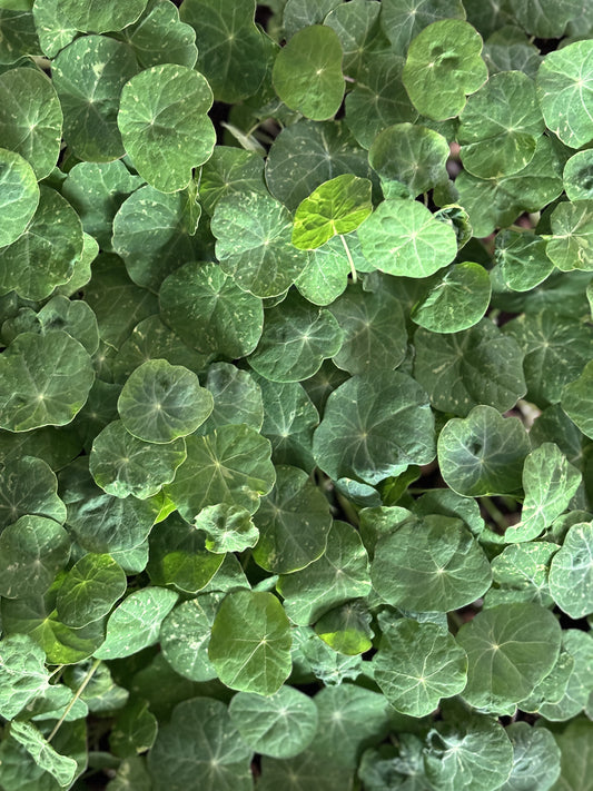 Skjaldfléttusprettur